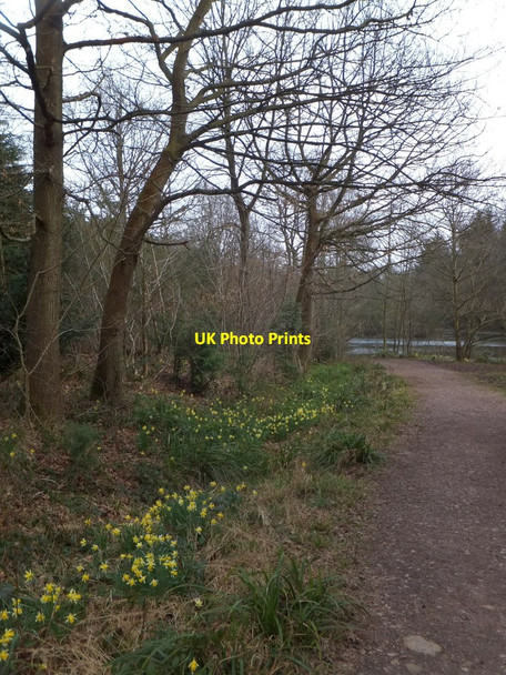 Photo 6"x4" Footpath with wild daffodils by the lake in Queen's Wood Gorsley Common c2013