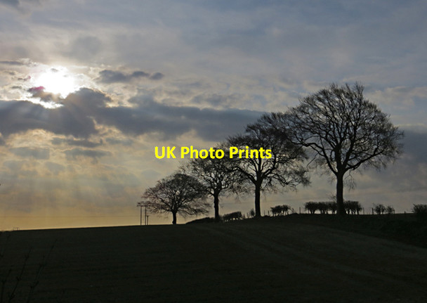 Photo 6"x4" Trees north of Middleton on the Wolds Middleton on-the-Wolds c2013