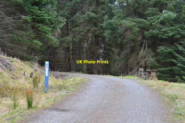 Photo 6"x4" Forest road, Kirn Law Cardrona c2013
