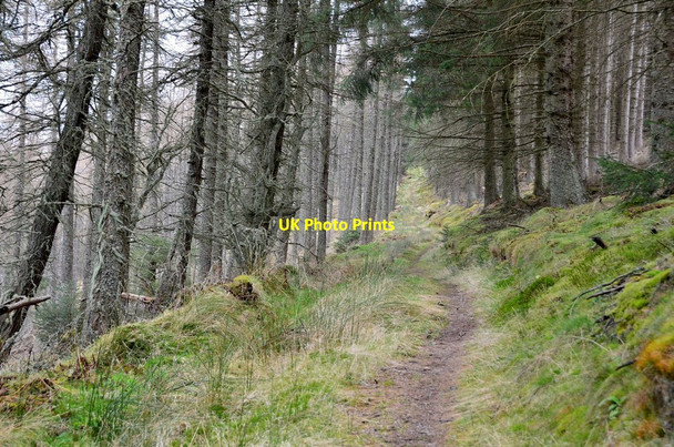 Photo 6"x4" Footpath on Kirn Law, Glentress Forest Cardrona c2013
