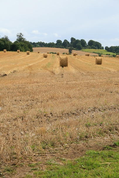 Photo 6"x4" Hay Bales Ampthill c2008