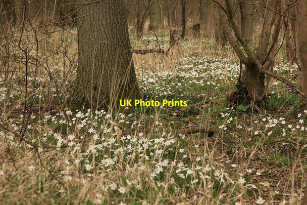 Photo 6"x4" Wood Anemones,  Oldfield Grove Langley\/TL4434 c2013
