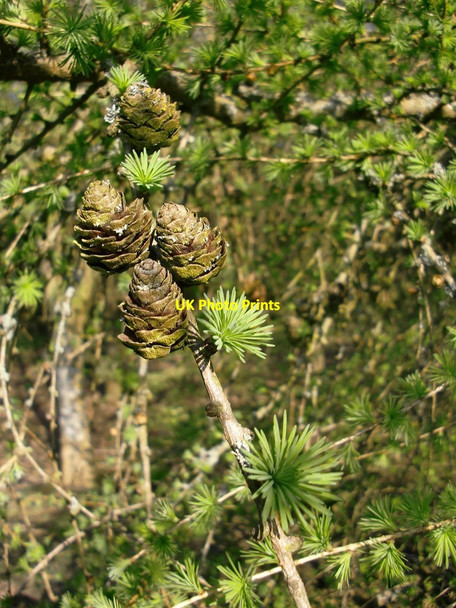 Photo 6"x4" Larch cones Burntcommon c2013