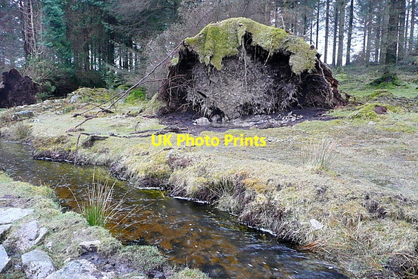 Photo 6"x4" Tree in Stanlake Plantation Sheepstor c2013