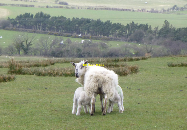 Photo 6"x4" Ewe suckling twin lambs Swarland c2013