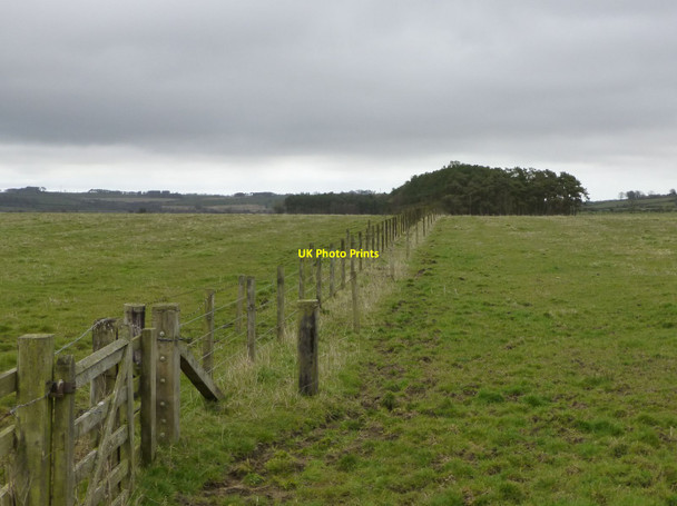 Photo 6"x4" Fence between pasture Glantlees c2013