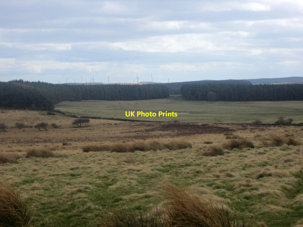 Photo 6"x4" Looking towards Lyham Moor Plantation Belford\/NU1033 c2013