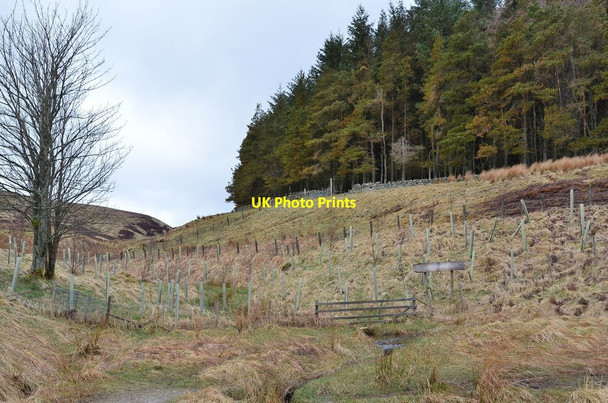 Photo 6"x4" Deerhope Burn near the North Esk Reservoir Carlops c2013