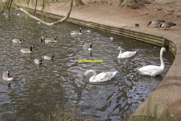 Photo 6"x4" Wollaton Park Lake Beeston\/SK5236 c2013