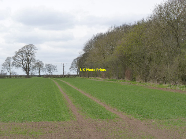 Photo 6"x4" Field and plantation near Hockerton Southwell\/SK7053 c2013
