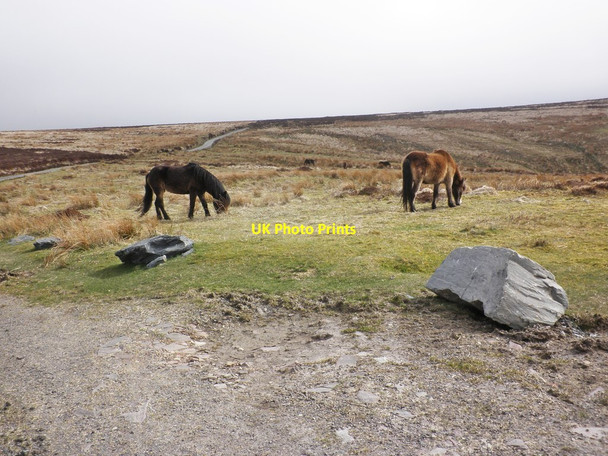 Photo 6"x4" Exmoor Ponies, on Wilmersham Common Codsend c2013