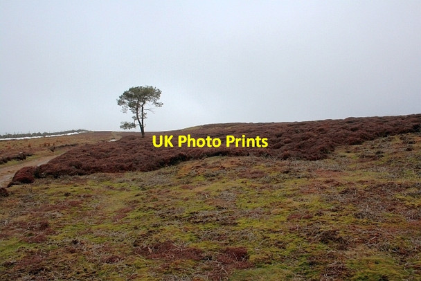 Photo 6"x4" Lone Tree, Marrick Moor Marrick c2013