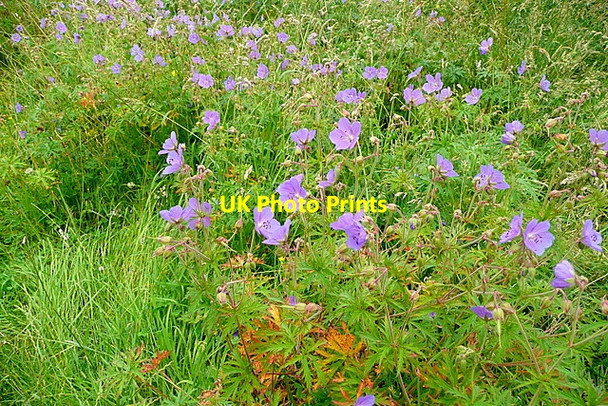 Photo 6"x4" Flowers in Gratton Dale Dale End\/SK2161 c2012