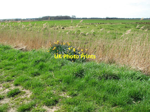 Photo 6"x4" Daffodils beside the footpath, Cantley Cantley\/TG3803 c2013