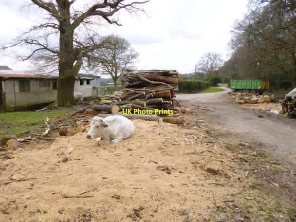 Photo 6"x4" Fritham, cow Fritham c2013
