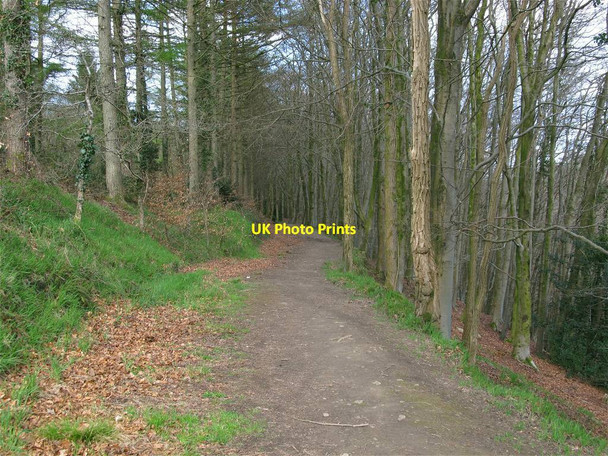 Photo 6"x4" Track to the quarry in Penllergaer Forest Penllergaer c2013