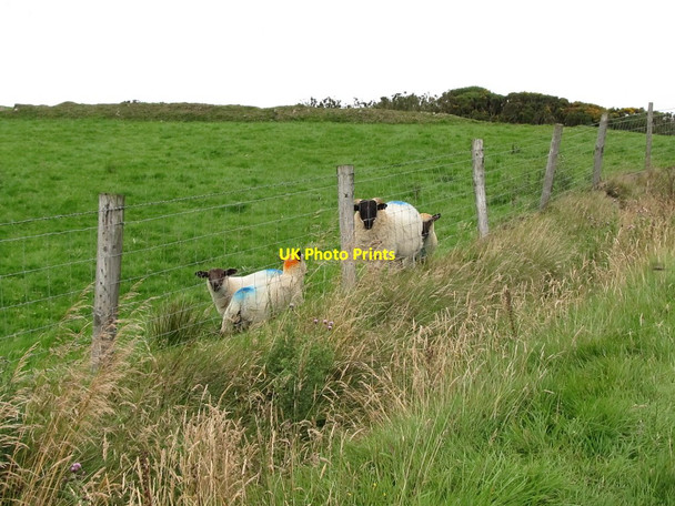 Photo 6"x4" Sheep on improved grazing land on the north side of Dree Hill Finnis c2011