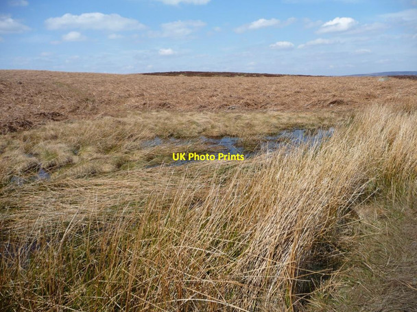 Photo 6"x4" Collects on Ilkley Moor Ilkley c2013