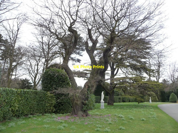 Photo 6"x4" Cyclamen flowering under a leafless tree Brodsworth c2013