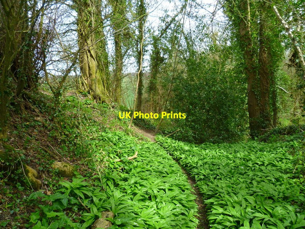 Photo 6"x4" The Orange Way in Wiltshire (109) Baverstock c2013