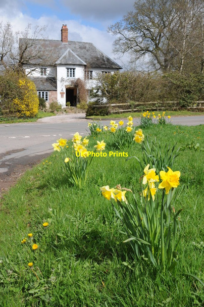 Photo 6"x4" Daffodils in Broad Oak Broad Oak\/SO4821 c2013