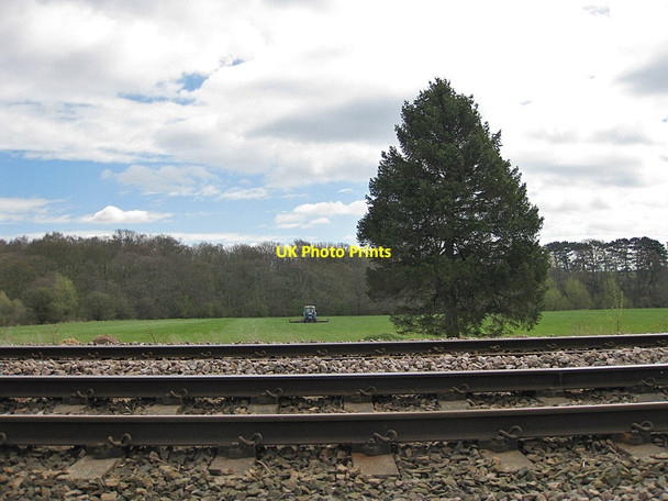 Photo 6"x4" Across the line to Old Riverbank Plantation Malton\/SE7871 c2013