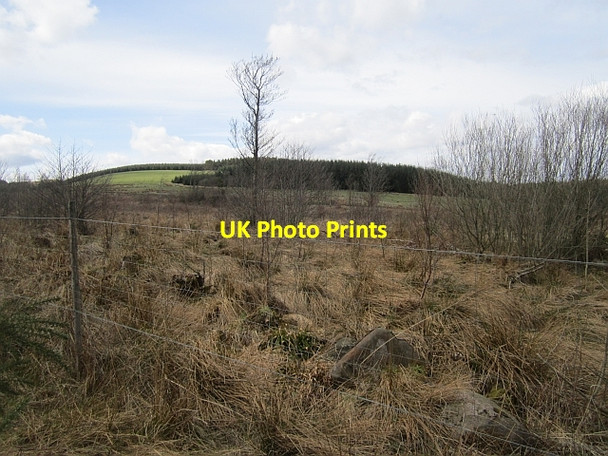 Photo 6"x4" Young woodland, Maspie Den Falkland c2013
