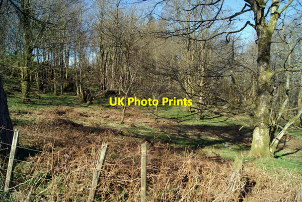 Photo 6"x4" Commoncraig Plantation Inverkip c2013