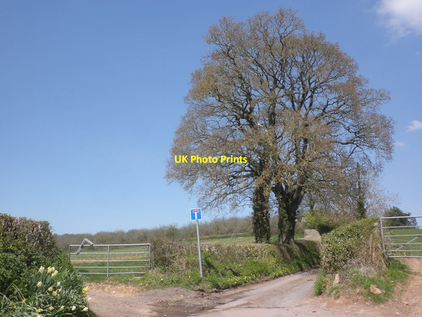 Photo 6"x4" Lane to Lower Stoford Halse\/ST1427 c2013