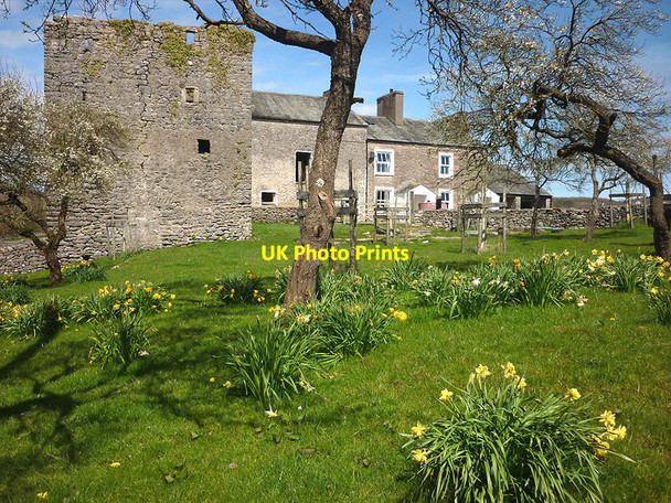 Photo 6"x4" Daffodils and damsons, Hazelslack Tower Carr Bank c2013
