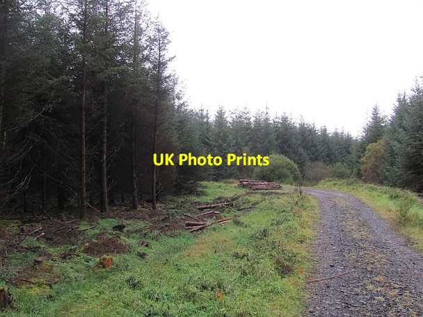 Photo 6"x4" Sitka spruce plantation, Corraffin Ballybofey c2012