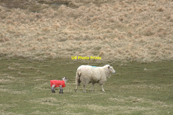 Photo 6"x4" Lamb in a pac-a-mac. Lamba Ness Kirkaton c2013