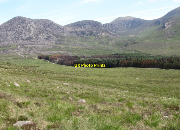 Photo 6"x4" Fire damaged sections of Annalong Wood Annalong c2011