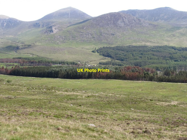 Photo 6"x4" Fire damaged sections of Annalong Wood (2) Annalong c2011