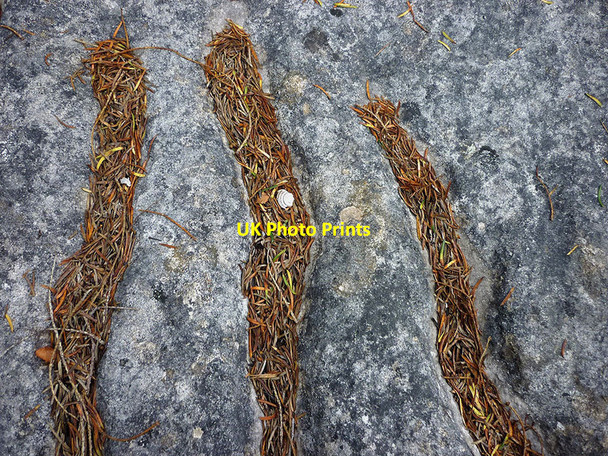 Photo 6"x4" Yew needles in solution grooves, Gait Barrows Carr Bank c2012