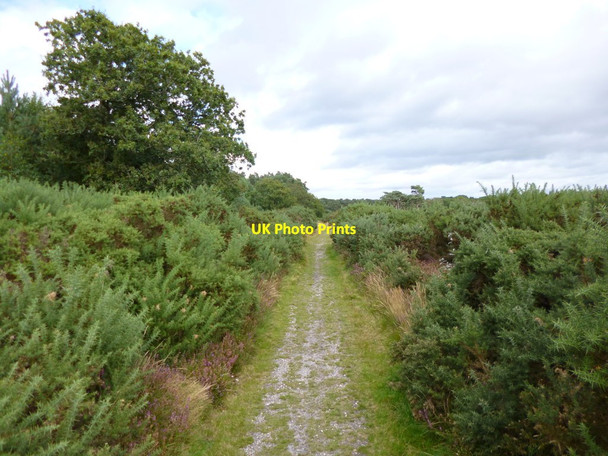 Photo 6"x4" Burton Common, track Godswinscroft c2012