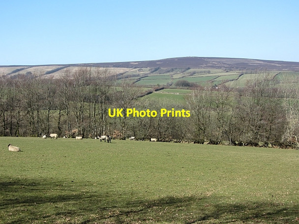 Photo 6"x4" Field off Thorne Lane Luckwell Bridge c2012