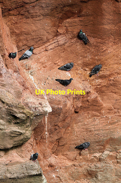 Photo 6"x4" Pigeons at the Berwickshire Coast Highfields\/NT9954 c2012