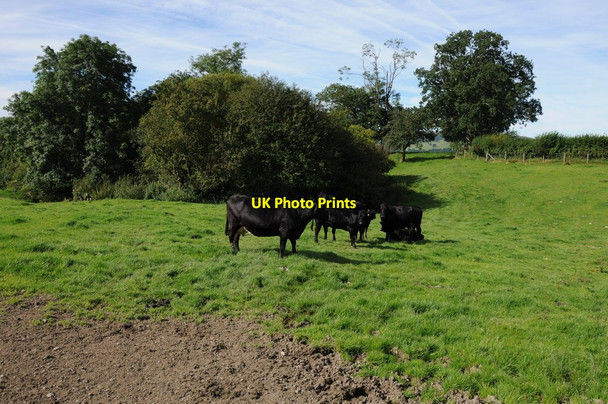 Photo 6"x4" Cattle in a field near Meadowcroft Frank's Bridge c2012