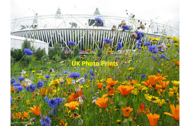 Photo 6"x4" Flowers at the Olympic Park Bow\/TQ3682 c2012