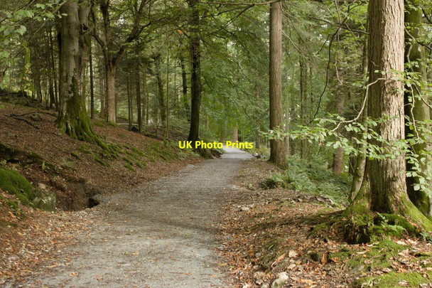 Photo 6"x4" Track in Heald Wood Bowness-On-Windermere c2012