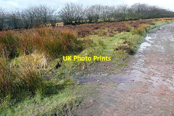 Photo 6"x4" Edge of the moor Codsend c2012