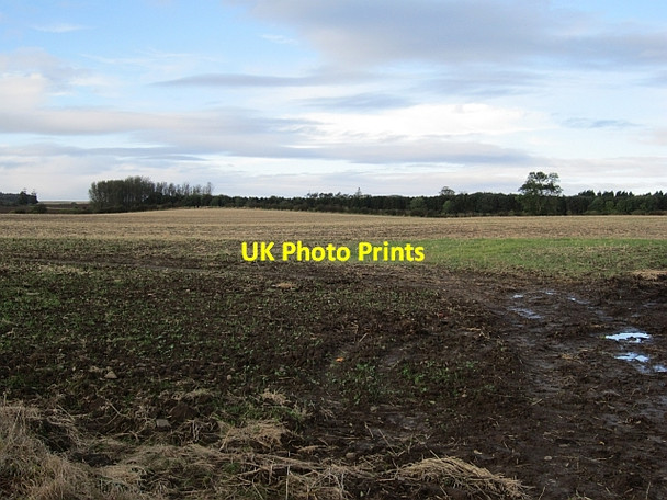Photo 6"x4" Stubble, Lucker Lucker c2012