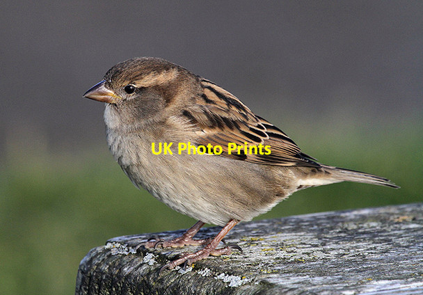 Photo 6"x4" A house sparrow at Chanonry Point Fortrose c2012