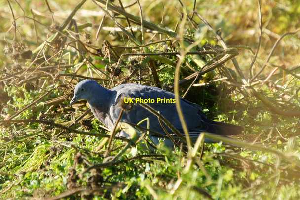 Photo 6"x4" Juvenile Wood Pigeon (Columba palumbus), Norwick Kirkaton c2012