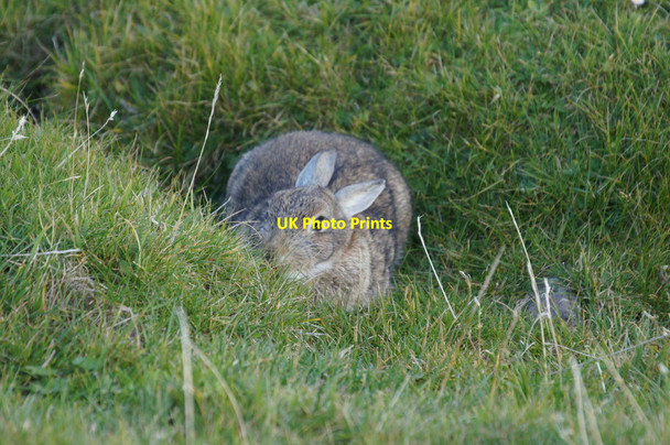 Photo 6"x4" Rabbit (Oryctolagus cuniculus), Haroldswick Bothen c2012