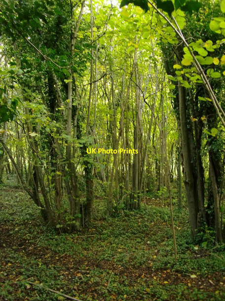 Photo 6"x4" The Hazels, Fetcham: a coppiced hazelwood Leatherhead c2012