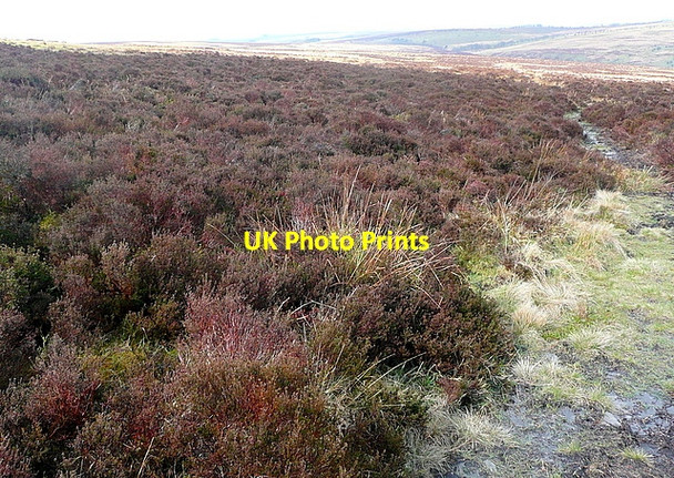 Photo 6"x4" Path from Lang Combe Head Codsend c2012