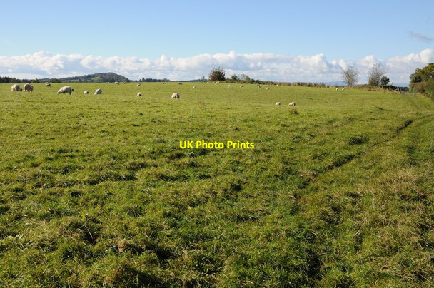 Photo 6"x4" Sheep grazing near Hillersland Joyford c2012