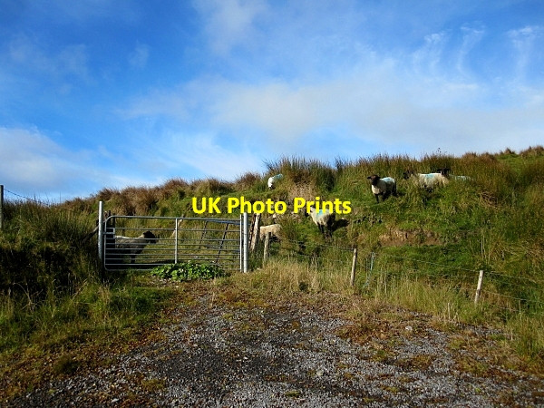 Photo 6"x4" Sheep and Gate Keshcarrigan c2012